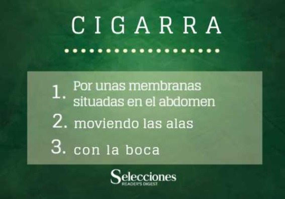 Cigarra